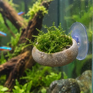 May include: A small, round, textured gray stone planter attached to a glass aquarium wall with a clear suction cup. The planter contains a vibrant green aquatic moss plant, with blurred driftwood and neon tetra fish visible in the background.
