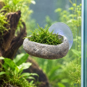 Op de afbeelding: Een grijze, getextureerde, steenachtige plantenbak met een hol middenstuk gevuld met levendig groen watermos. De plantenbak is met een transparante zuignap aan een glazen oppervlak bevestigd, wat een zwevend effect voor de plant creëert.