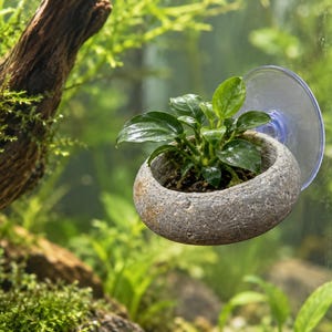 May include: A small, round, grey stone-textured planter containing a green aquatic plant. The planter is attached to a clear glass surface by a transparent suction cup, allowing it to hang suspended within an aquarium environment.