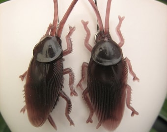 Pendientes de plata con cucaracha / cucas / halloween