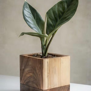 Puede incluir: Una planta verde viva con hojas grandes y puntiagudas y un espádice blanco central, plantada en una maceta cuadrada de madera. La maceta presenta un diseño bicolor con una veta de madera natural clara en la parte superior y una base de madera oscura.