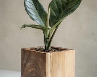 May include: A live green plant with large, pointed leaves and a central white spadix, potted in a square wooden planter. The planter features a two-tone design with a lighter natural wood grain on the upper section and a darker wood base.
