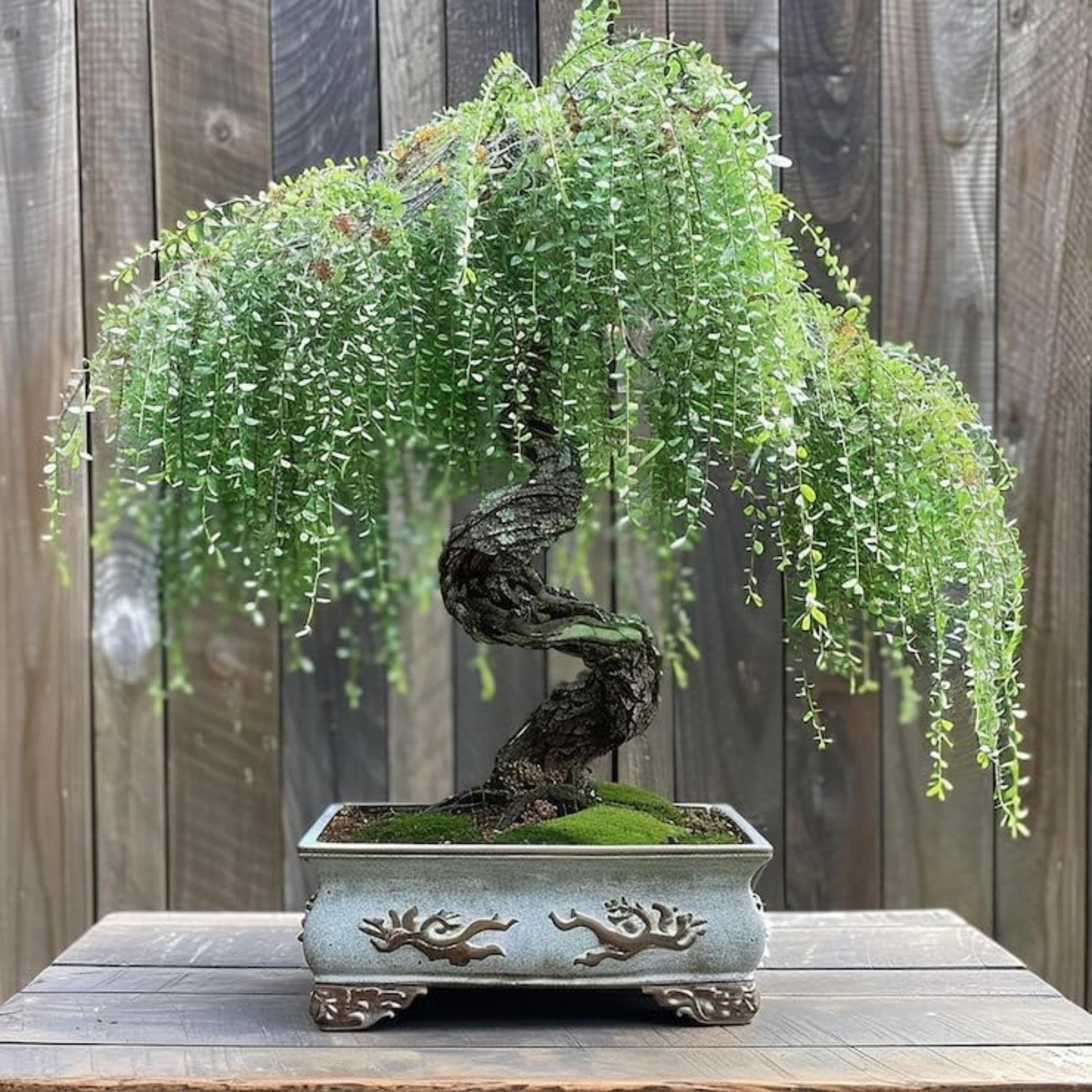 Bonsai trauerweide - Etsy.de