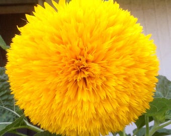 Sementes de Girassol Teddy Bear – Mais de 30 Sementes de Flores Tradicionais para Plantio
