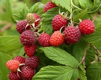 Malina Brandywine z gołym korzeniem, sadzenie wiosenne bez GMO