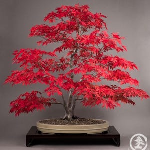 Pode incluir: Uma vibrante árvore bonsai com folhas vermelhas brilhantes, colocada num vaso creme sobre um suporte de madeira escura. Os galhos da árvore são meticulosamente moldados, mostrando a arte do bonsai. O fundo é cinza liso.