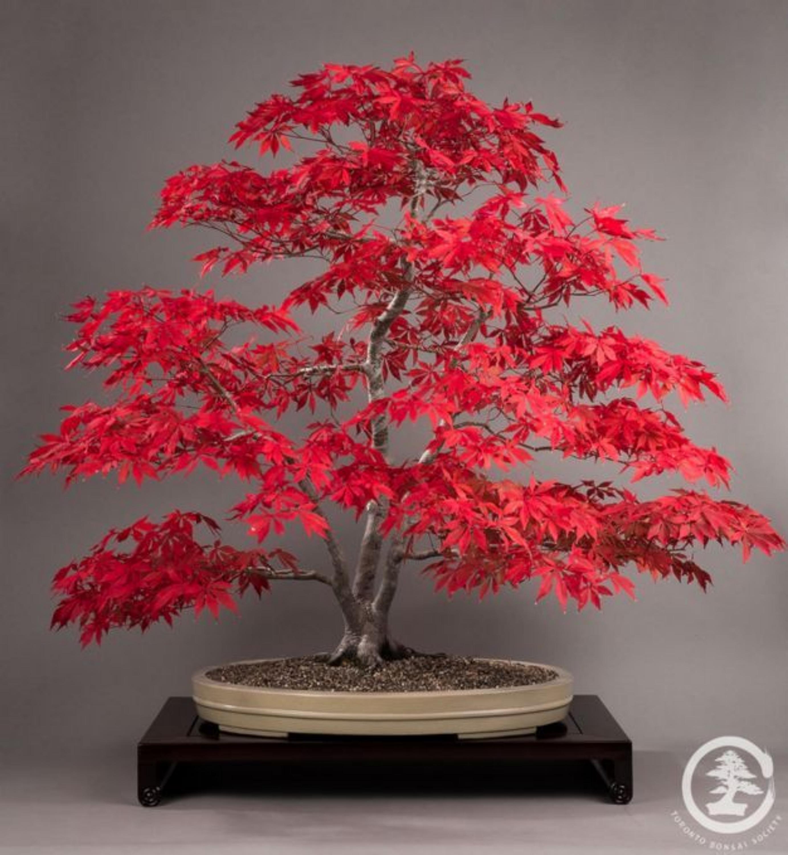 Dragon Tree Bonsai - Etsy