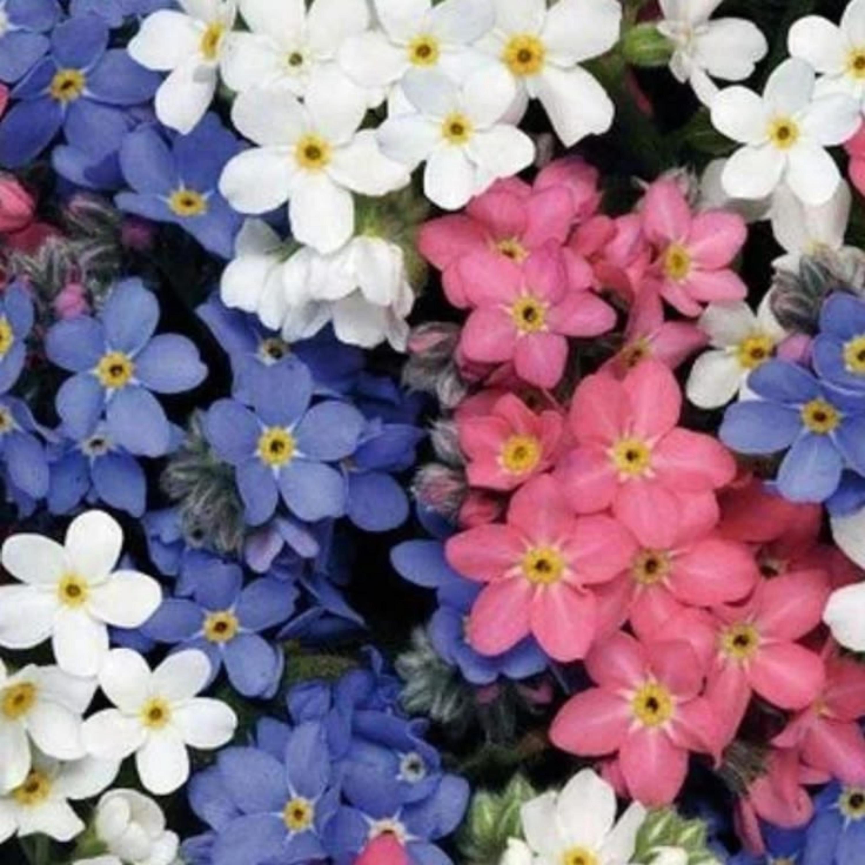 500 Forget Me Not Seeds Mixed Color Garden Flowers Etsy 500-forget-me-not-seeds-mixed-color-garden-flowers-etsy