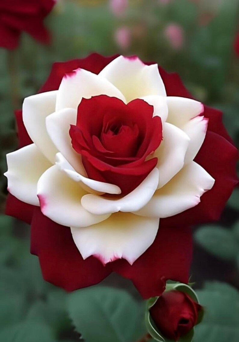 20+rare Bicolor Rose Flower Seeds - Etsy