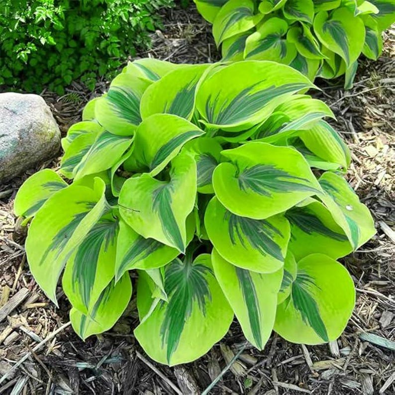 May Hosta 170+ Hosta Seeds Mix Shade Loving Garden Plants - Etsy