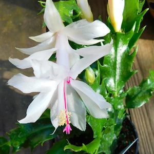 May include: A Schlumbergera cactus plant featuring bright white, multi-petaled flowers with a prominent pink central style and yellow-tipped stamens. The plant has glossy, serrated green succulent segments and several unopened flower buds.