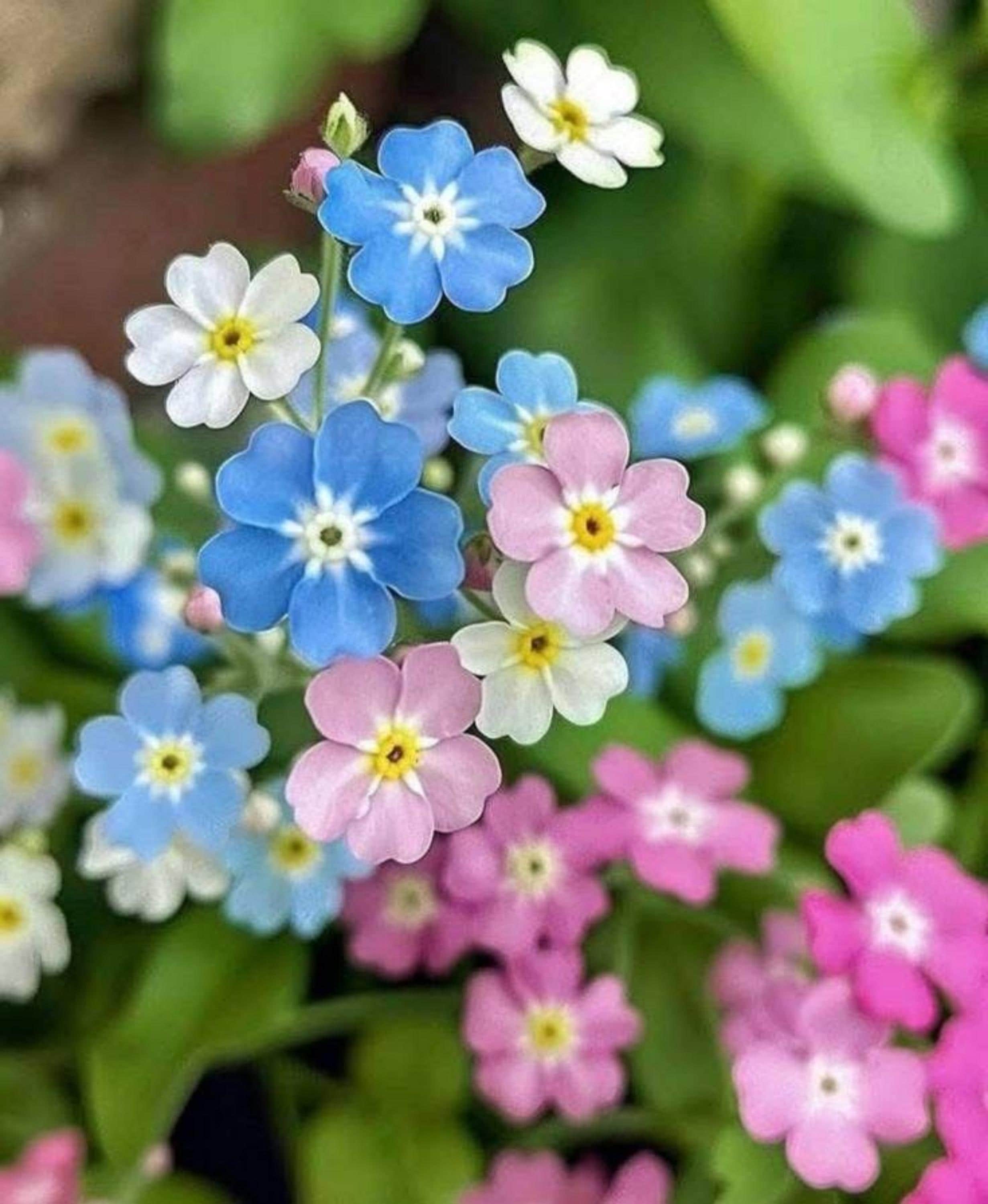 500 Forget Me Not Seeds Mixed Color Garden Flowers Etsy 500-forget-me-not-seeds-mixed-color-garden-flowers-etsy