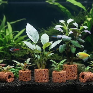 May include: An underwater aquarium scene with aquatic plants in terracotta pots. The plants have green leaves of different shapes and sizes. Several small fish swim in the background. The pots are arranged on a dark substrate.