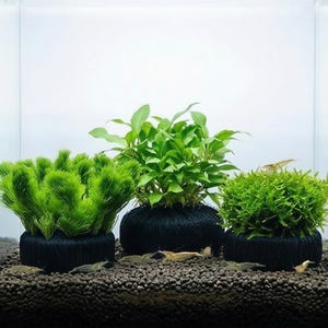 May include: Three aquatic plants in a fish tank. The plants are bright green and sit in black, spherical bases. The plants are surrounded by small, light brown shrimp and dark brown gravel.
