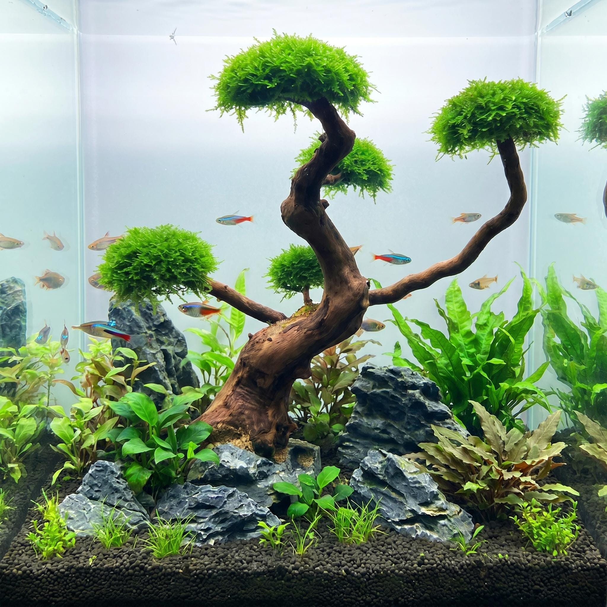 Driftwood Bonsai Nano Aquariums - Etsy
