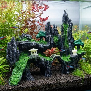 box fish for sale BOXFISH - CUBICUS Ostracion cubicus