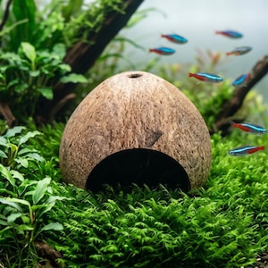 Op de afbeelding: Een natuurlijke kokosnoot aquarium schuilplaats met een grote opening en een klein gat aan de bovenkant. De bruine schaal ligt op een bed van groene planten, met kleine, kleurrijke vissen die op de achtergrond zwemmen.