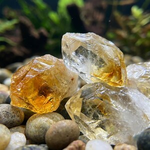 May include: Close-up of several rough-cut citrine crystals, showcasing a range of golden and clear hues. The crystals are resting on a bed of small, smooth, rounded stones, with a blurred green background.