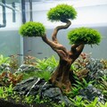 Natural Aquarium Bonsai Tree Driftwood for Moss, DIY Fish Tank 3-Head Trunk 7" product logo