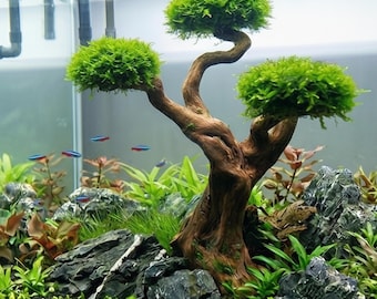 Bonsaï d'aquarium naturel en bois flotté pour mousse, aquarium à faire soi-même, tronc à 3 têtes de 7 po.