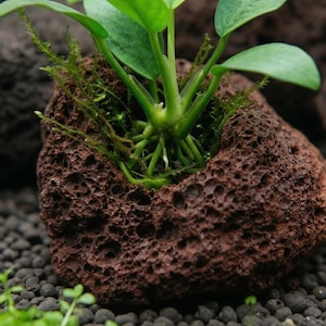 Maceta de roca volcánica natural, maceta para plantas de acuario, filtro decorativo para pecera, cueva para esconderse
