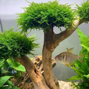 Könnte beinhalten: Eine Bonsai-Baumstruktur aus Treibholz, verziert mit leuchtend grünem Mooslaub, mit einem strukturierten Holzstamm und Ästen. Ein kleiner, silbrig geschuppter Fisch mit durchscheinenden Flossen schwimmt in der Nähe des Baumstamms.