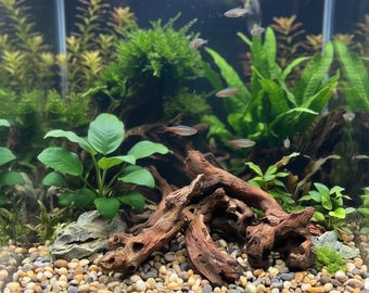 Juego de 6 piezas de madera flotante natural para acuario, pequeñas raíces ramificadas, decoración para nanotanques, seguro para camarones.