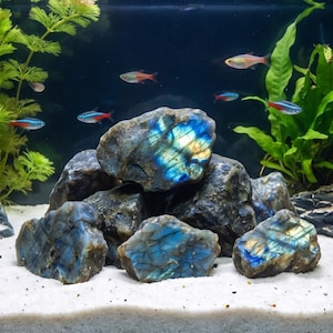 May include: A collection of raw labradorite stones with iridescent blue and gold flashes resting on white aquarium sand. The stones are dark gray with visible crystalline textures, positioned in front of green aquatic plants and small neon tetra fish.