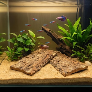 May include: A glass aquarium filled with light tan sand, two pieces of textured brown cork bark, green aquatic plants, and a piece of driftwood. Several small neon tetra fish with blue and red stripes swim alongside a purple and pink betta fish.