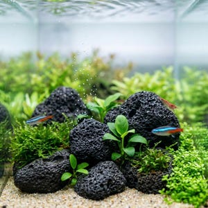 Puede incluir: Escena de acuario submarino con rocas de lava negras porosas, exuberantes plantas verdes y pequeños peces coloridos. El tanque tiene un fondo arenoso y está lleno de agua clara. También se ve un pequeño camarón rojo.