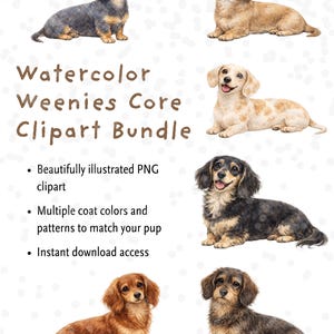 May include: Watercolor illustration of six dachshund dogs in various colors and patterns. The image includes the text "Watercolor Weenies Core Clipart Bundle" and bullet points describing the clipart.