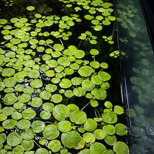 Amazon Frogbit - Limnobium laevigatum - (Small 1"-2")