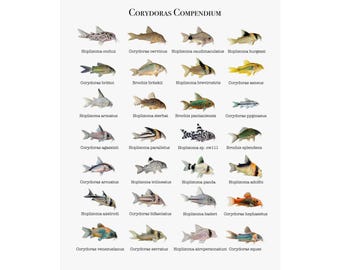 Póster satinado del Compendio de Corydoras / Identificación de bagres de agua dulce