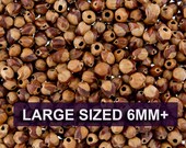 50 Grams - Navajo Ghost Spirit Beads Cedar Juniper Berries Seeds with Holes (approx 280-320 beads) LARGE Size