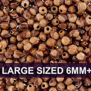 5 Grams - Navajo Ghost Spirit Beads Cedar Juniper Berries Seeds with Holes (approx 28-34 beads) LARGE Size