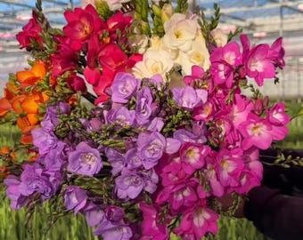 Freesia Flower Mix  3 Bulbs