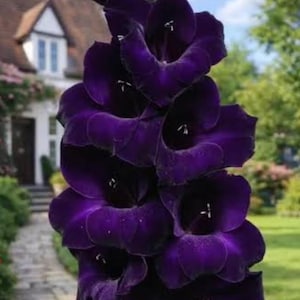 May include: A close-up of a vibrant purple gladiolus flower spike. The flower petals are a deep, velvety purple with darker centers and white stamens. The background shows a house and a garden.