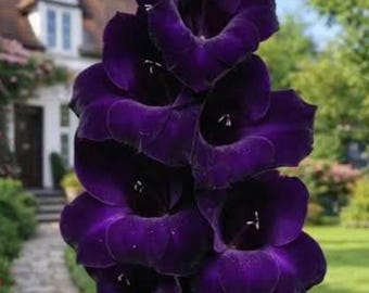 Gladiolus Midnight Whisper Dark Purple 5 Bulbs