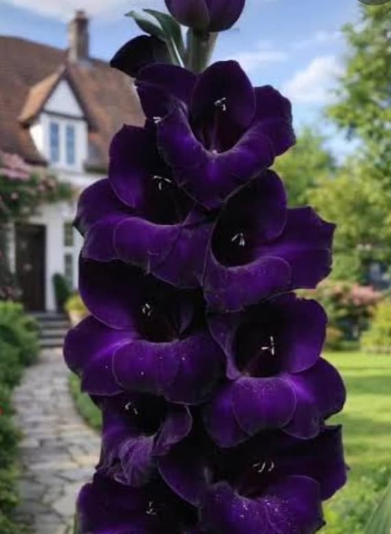 Gladiolus Midnight Whisper Dark Purple 5 Bulbs