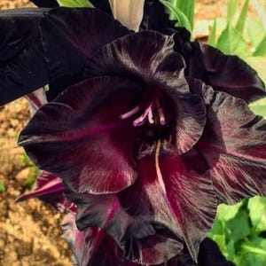 May include: Close-up of a dark burgundy gladiolus flower with deep black petals. The flower has a ruffled texture and a prominent center with white and purple stamens. Green foliage is visible in the background.