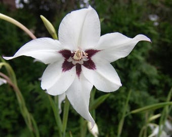 Acidanthera 3 Bulbs