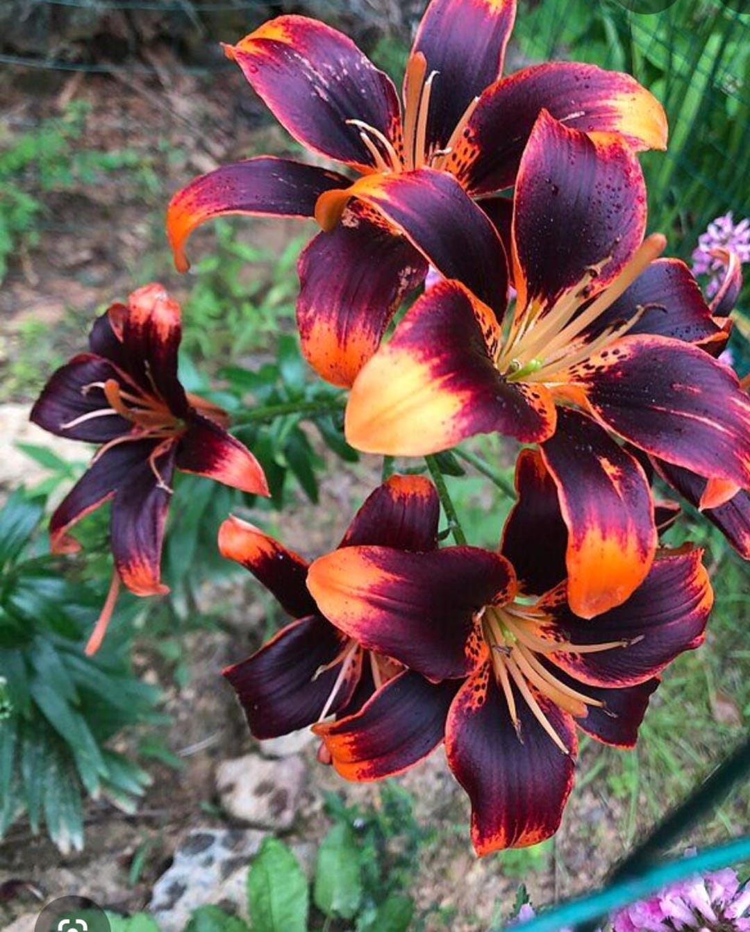 Asiatic Lily Forever Susan Lily 1 Bulb. - Etsy