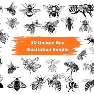 Puede incluir: Un conjunto de 30 ilustraciones únicas de abejas en blanco y negro. Los dibujos representan abejas en varias poses y estilos, con alas y marcas corporales detalladas. El texto "30 Unique Bee Illustration Bundle" se muestra sobre un fondo naranja.