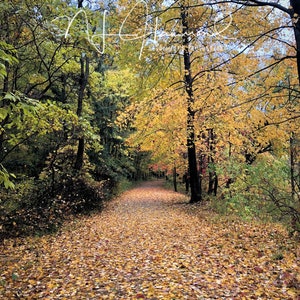 Fall background digital  country woodsy path digital background Vertical portrait orientation photoshop backdrop digital background digital