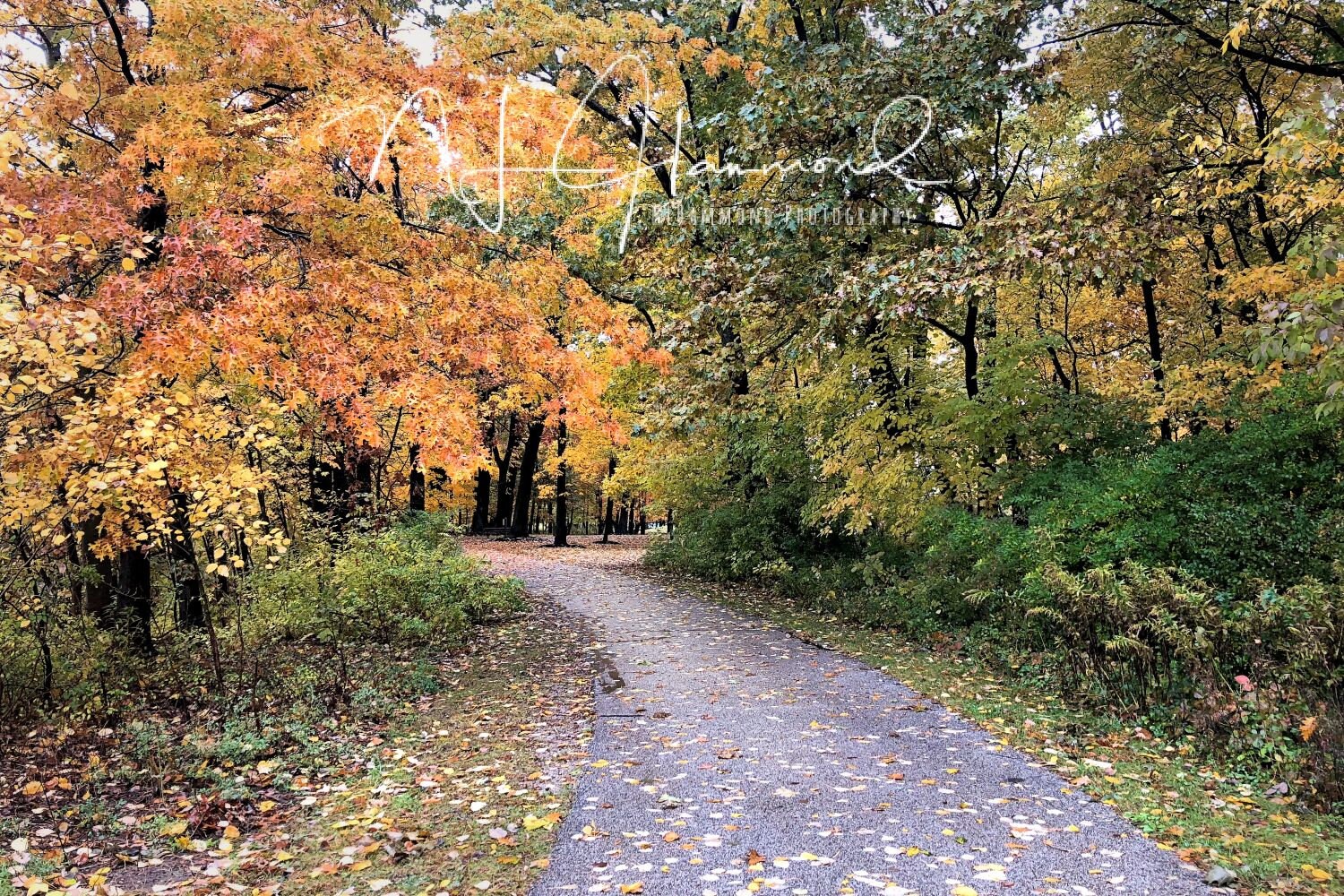 Fall Digital Background Set of Two Path Digital Background Woodsy ...