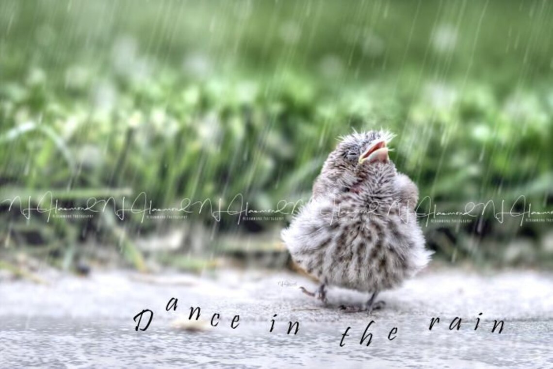Inspirational Quote Print Bird Digital Print Fine Art Printable Art ...