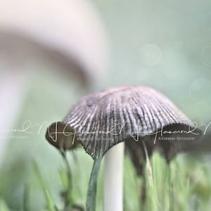 Newborn digital background mushroom digital background Summer digital backdrop newborn backdrop mushroom backdrop fairy backdrop spring back