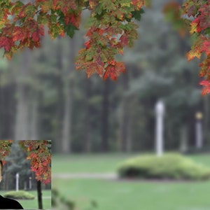 Fall Leaves Digital Background Autumn leaves backdrop