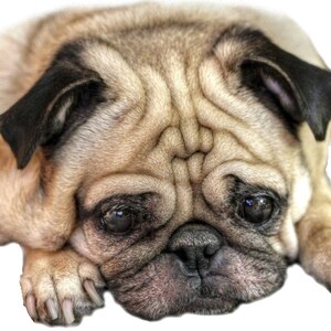 Pug PNG File pug laying down digital file dog png file pug cutout pug photoshop digital file digital download animal png animal png file
