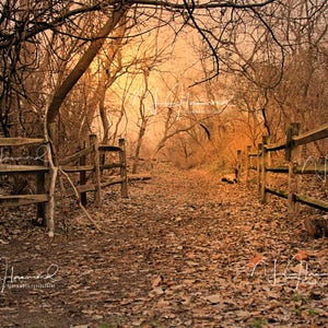 May include: A rustic wooden fence lines a path through a forest. The path is covered in fallen leaves and the trees are bare, creating a sense of autumn. The sun shines through the trees, casting a warm glow on the scene.